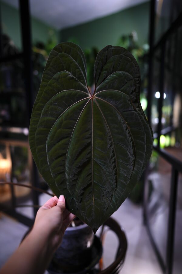Anthurium RVDP x RG Dress Carla BVEP - Image 12