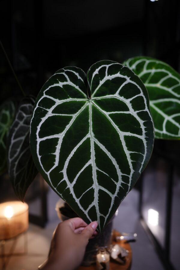 Anthurium Crystalinum Silver x Crystal Mag ( Pink sinus) - Image 5