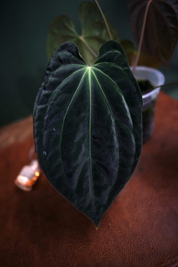 Anthurium Besseae Aff Spider BVEP x Carlablackiae C1 – Image 5