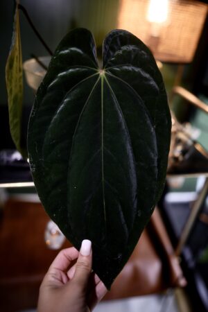 Anthurium Windy Dressleri x BVEP CLONE