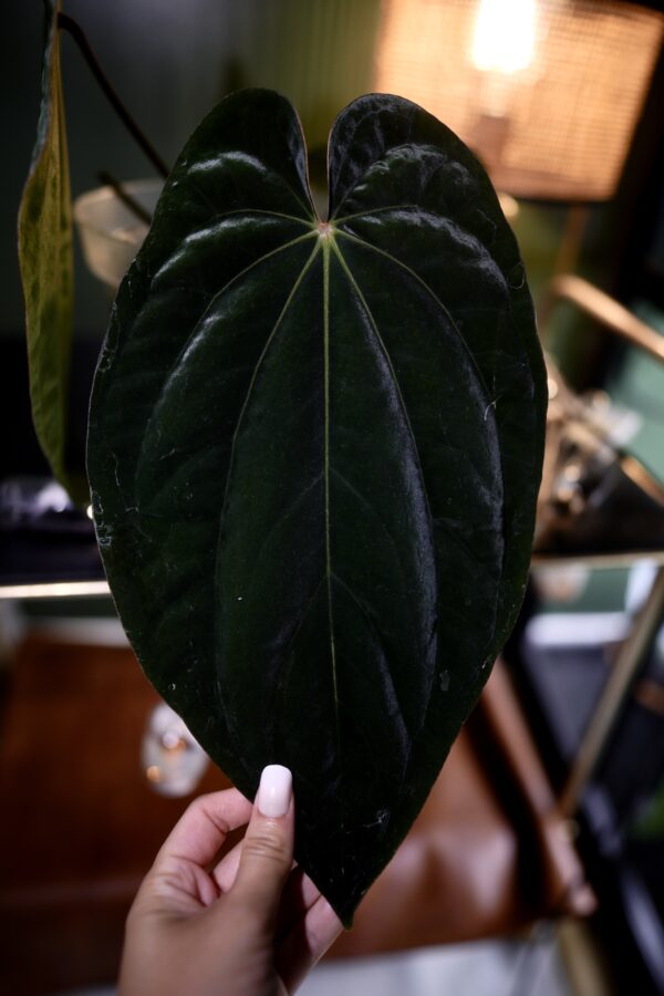Anthurium Windy Dressleri x BVEP CLONE