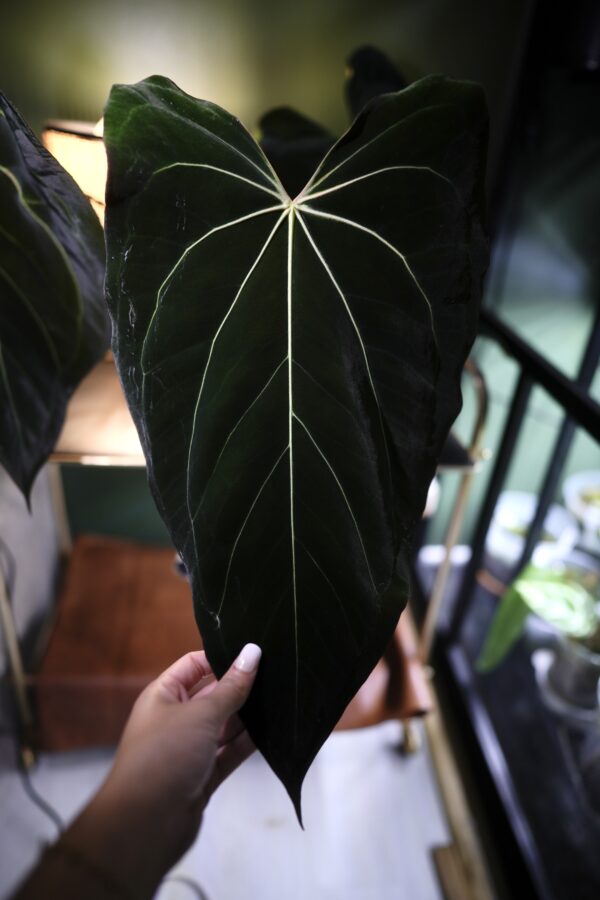 Anthurium Carlablackiae x X Luxurians - Image 4