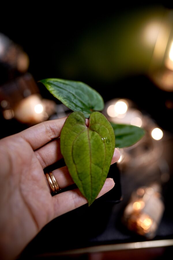 Anthurium Dark Phoenix Red Veins (clone) - Image 3