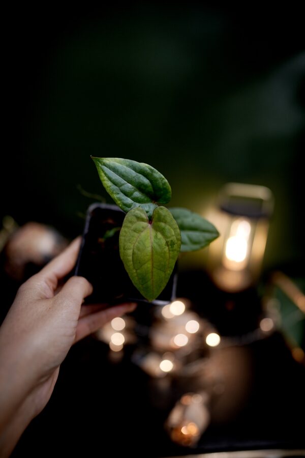 Anthurium Dark Phoenix Red Veins (clone) - Image 2