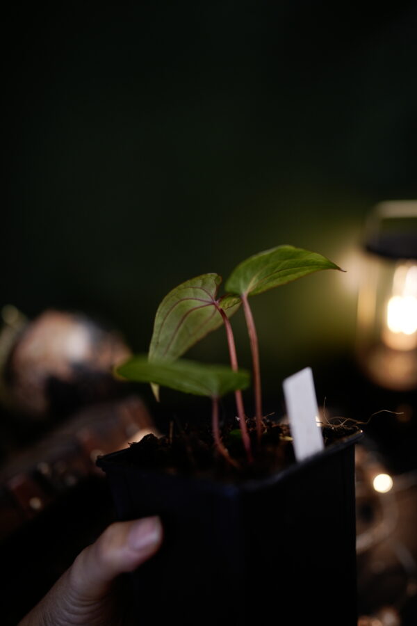 Anthurium Dark Phoenix Red Veins (clone) - Image 6