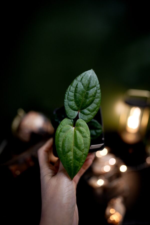Anthurium Dark Phoenix Red Veins (clone) - Image 5