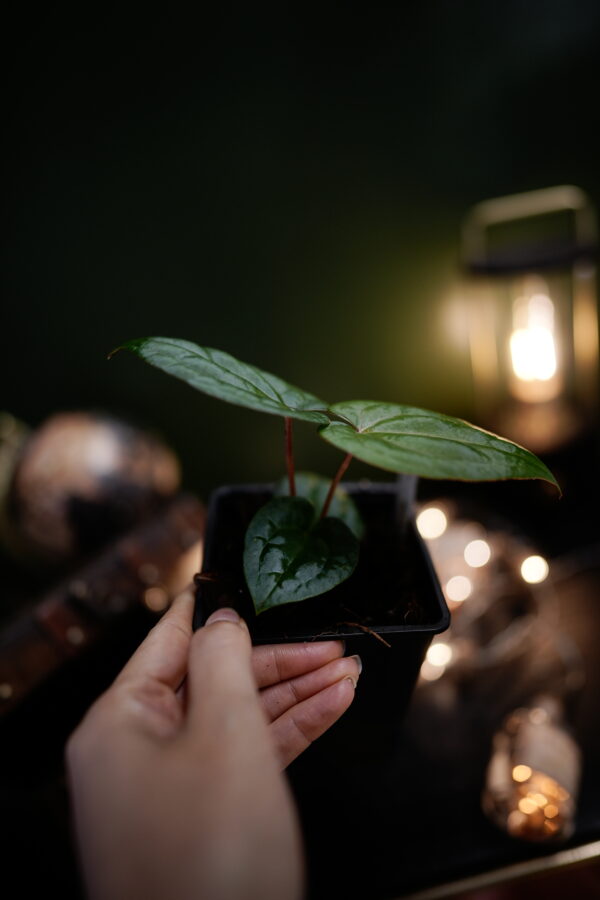 Anthurium Dark Phoenix Red Veins (clone) - Image 4