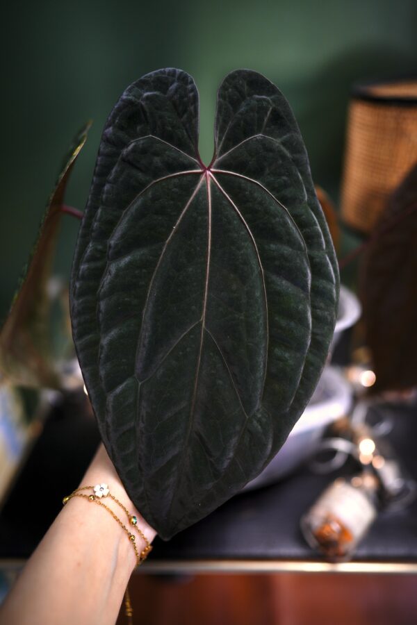 Anthurium Dark Phoenix Red Veins (clone)