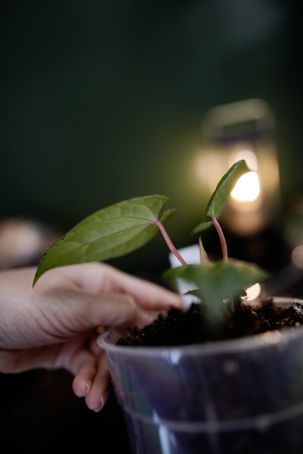 Anthurium Dark Phoenix Red Veins (clone) - Image 2