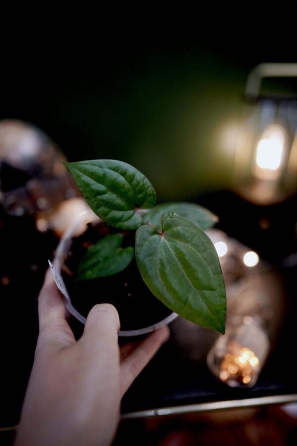Anthurium Dark Phoenix Red Veins (clone) - Image 3
