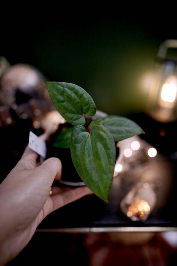 Anthurium Dark Phoenix Red Veins (clone) - Image 4