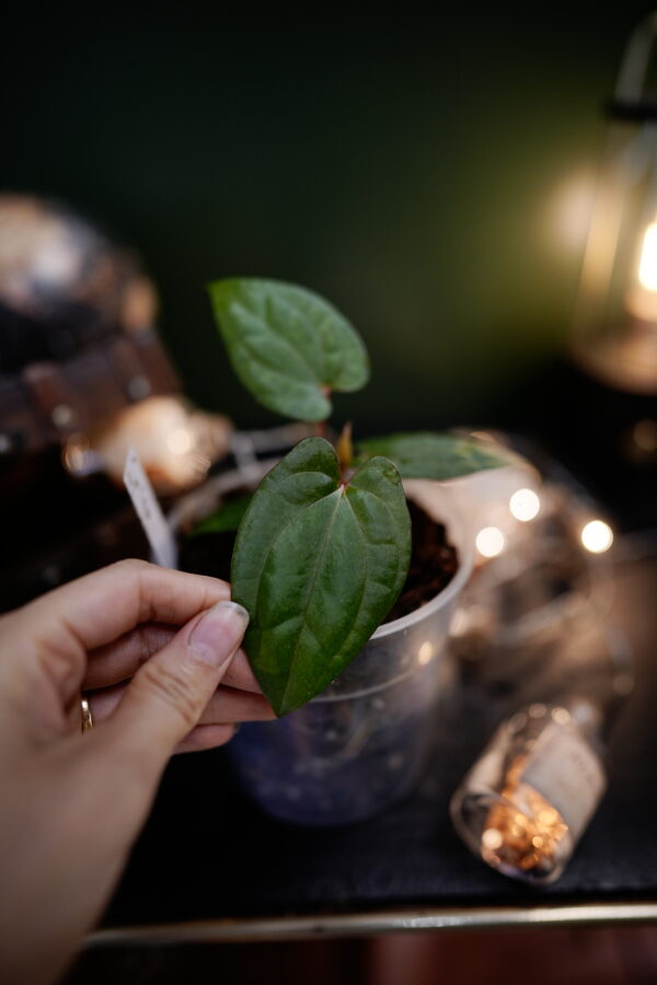 Anthurium Dark Phoenix Red Veins (clone) - Image 5