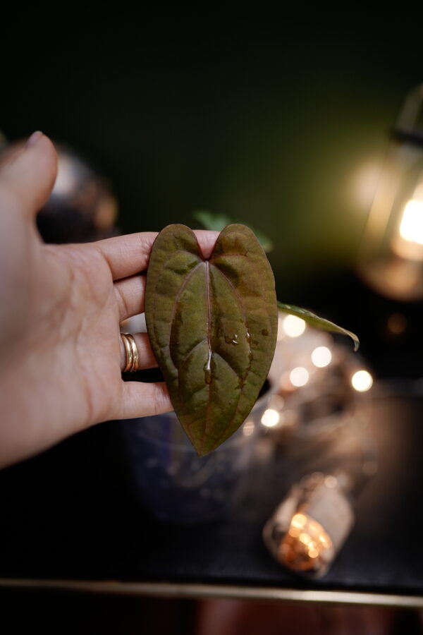Anthurium Dark Phoenix Red Veins (clone) - Image 6