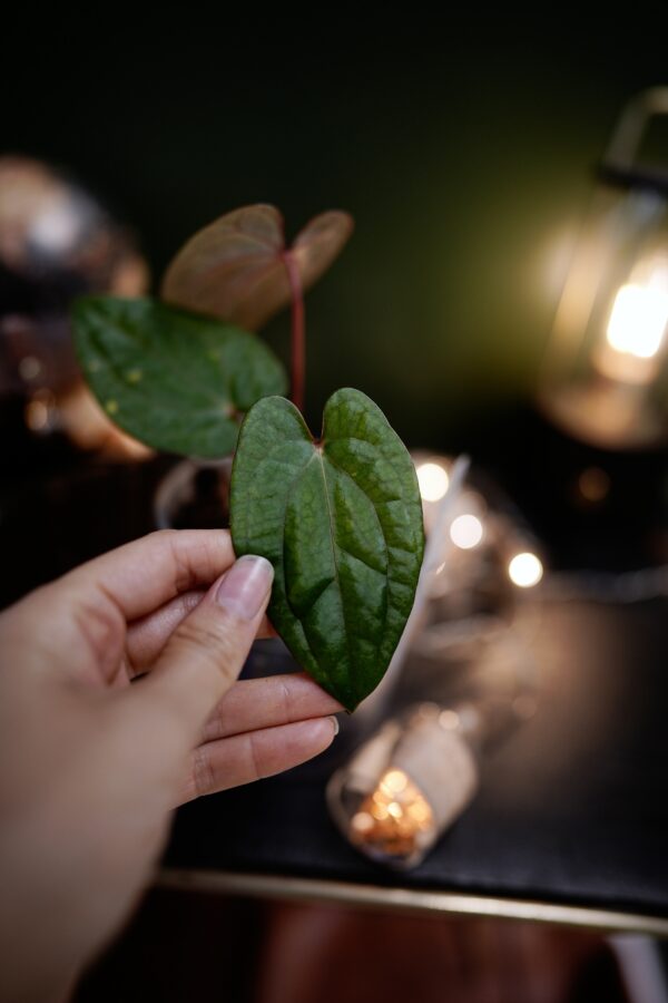 Anthurium Dark Phoenix Red Veins (clone) - Image 7