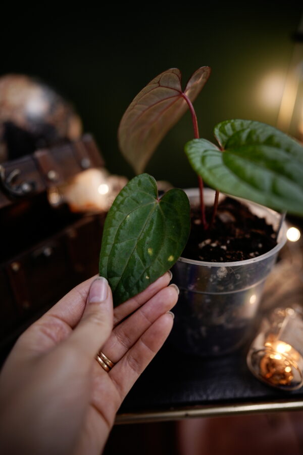 Anthurium Dark Phoenix Red Veins (clone) - Image 8