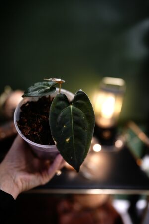 Anthurium Forgetii Pap x Blue Papillilaminum