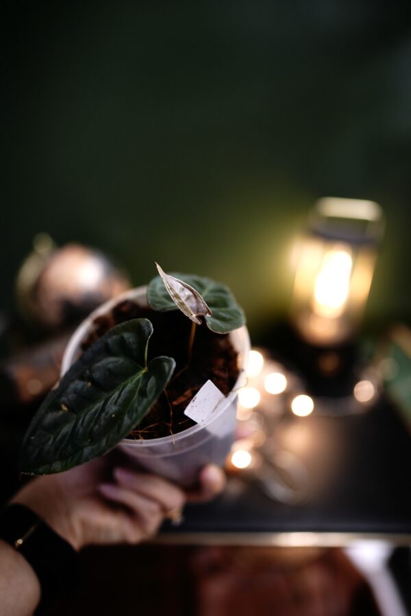 Anthurium Forgetii Pap x Blue Papillilaminum - Image 2