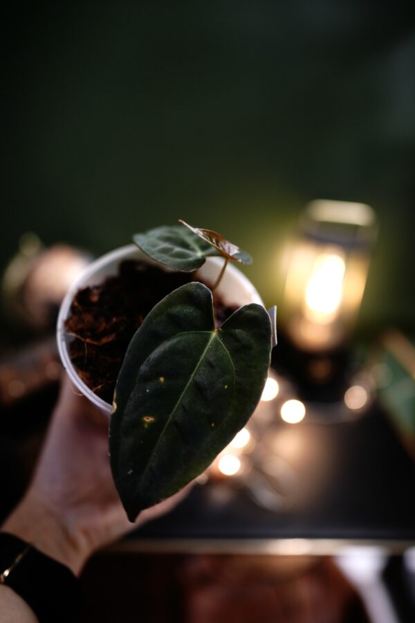 Anthurium Forgetii Pap x Blue Papillilaminum - Image 3