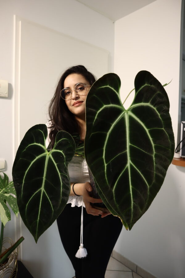 Anthurium Black Besseae Aff x Warocqueanum Esmeralda (Wide Ears) – Image 5