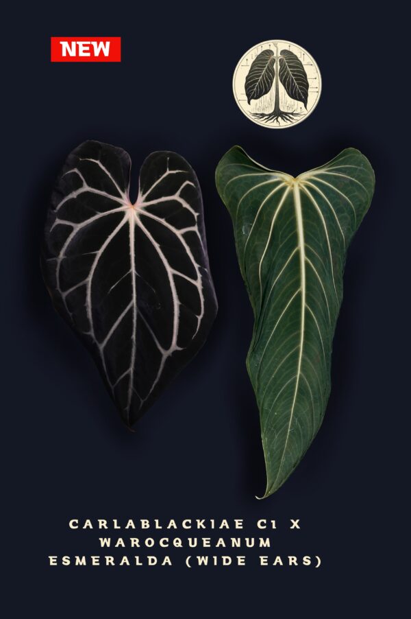 Anthurium Carlablackiae C1 x Warocqueanum Esmeralda (Wide ears) – Image 6