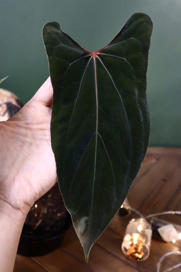 Anthurium RVDP x FS RL - Image 3