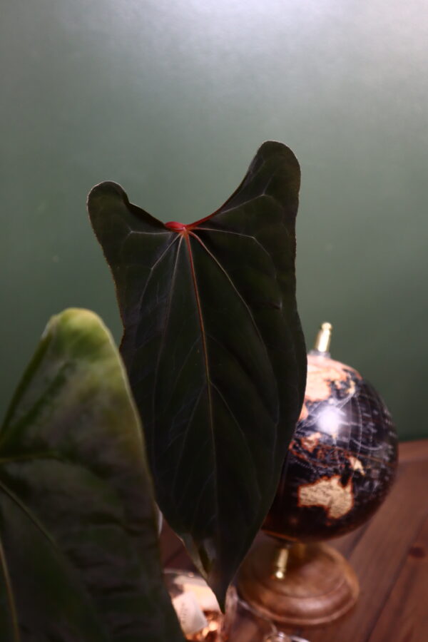 Anthurium RVDP x FS RL - Image 4