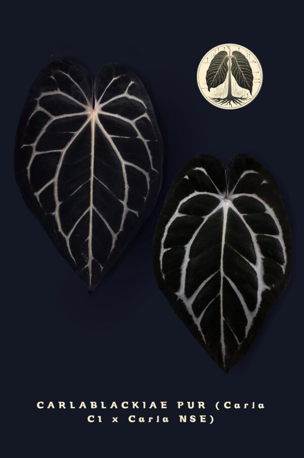Anthurium Carlablackiae C1 x Carlablackiae NSE