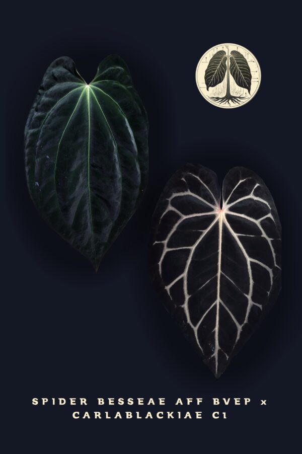Anthurium Besseae Aff Spider BVEP x Carlablackiae C1