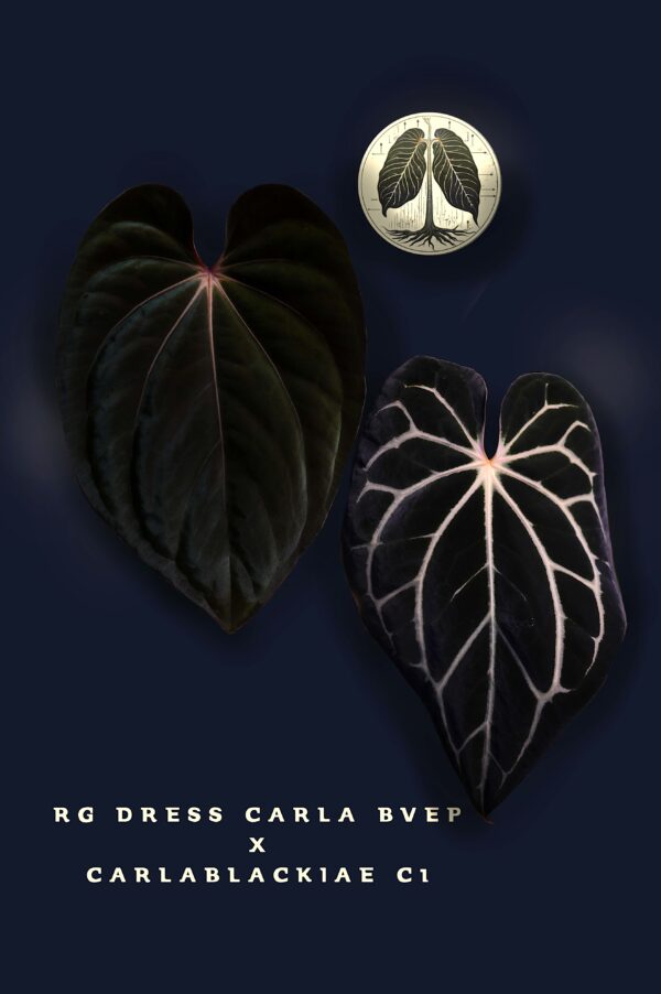 Anthurium RG Dress Carla BVEP  X Carlablackiae C1 - Image 11