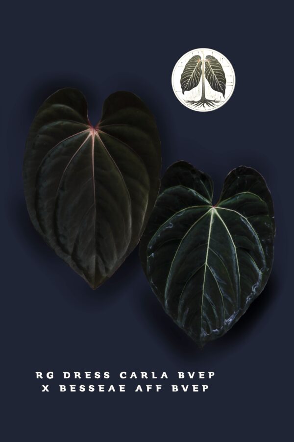 Anthurium RG Dress Carla BVEP x Besseae Aff BVEP - Image 3