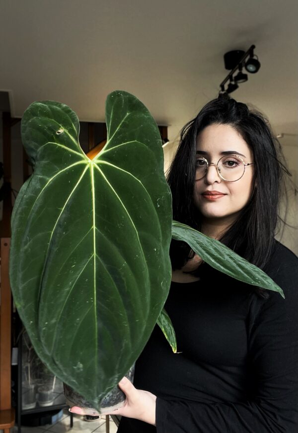 Anthurium Papillilaminum Clone - Image 6