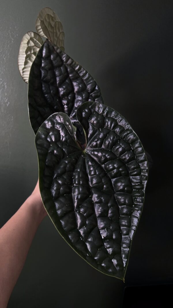 Anthurium Carlablackiae x X Luxurians - Image 5
