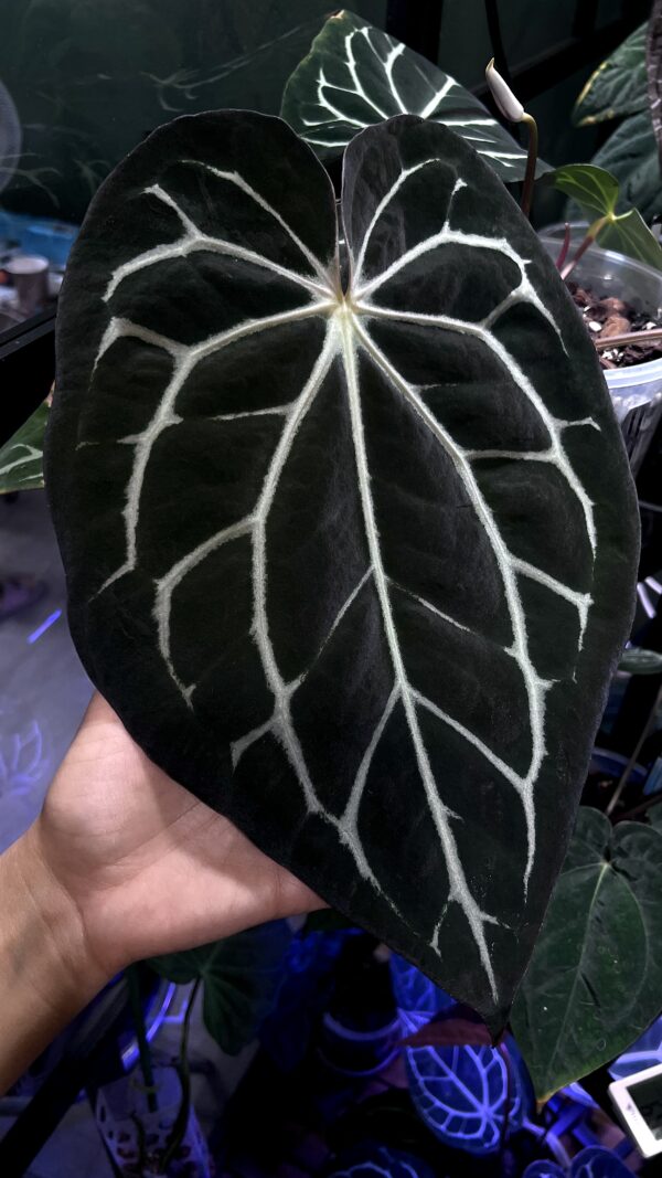 Anthurium Carlablackiae C1 (Self) Selected – Image 10