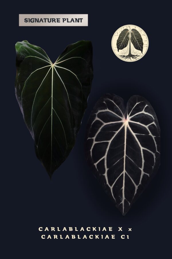 Anthurium Carlablackiae x X Carlablackiae C1 (seeds)