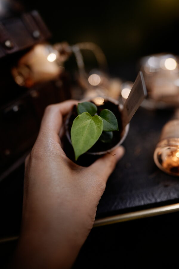 Anthurium Papilliminum X (Wide Ears) x Papillilaminum Ree Garden - Image 2