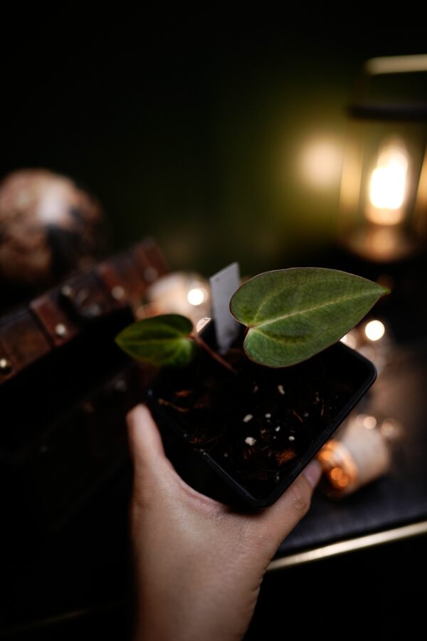 Anthurium Papillilaminum x Carlablackiae C1