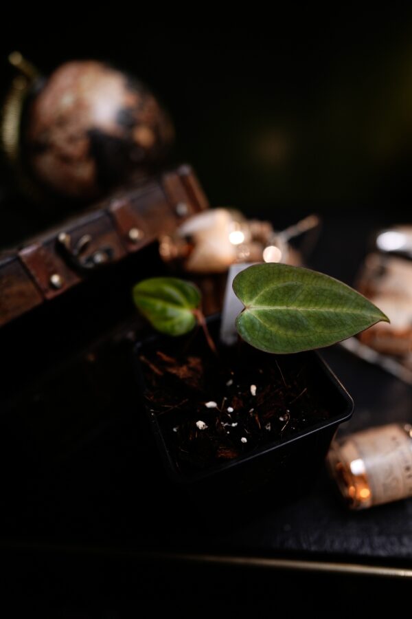 Anthurium Papillilaminum x Carlablackiae C1 - Image 3