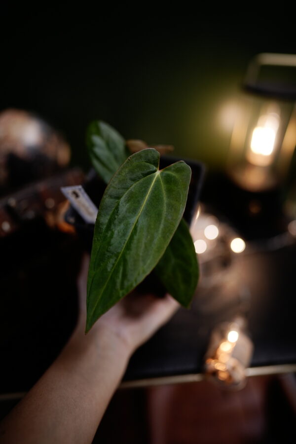 Anthurium Papillilaminum x Windy Dress BVEP