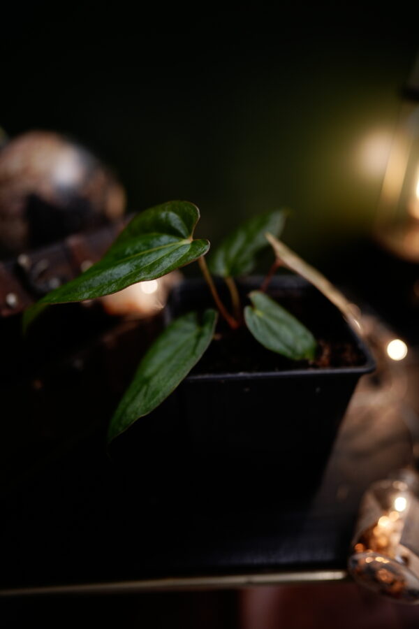 Anthurium Papillilaminum x Windy Dress BVEP – Image 4
