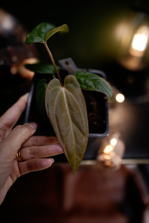 Anthurium Papillilaminum x Windy Dress BVEP – Image 3