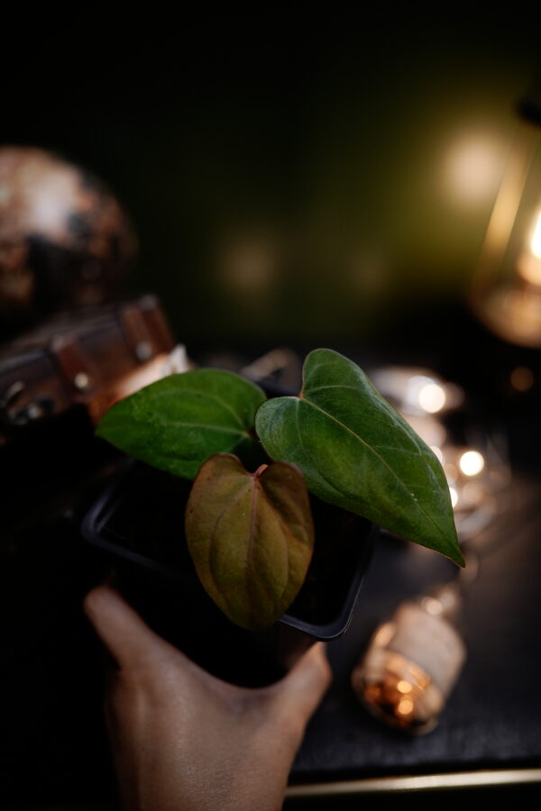 Anthurium Papillilaminum x Windy Dress BVEP – Image 2