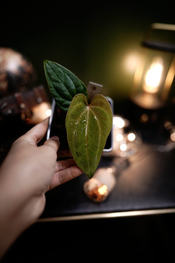 Anthurium RG Dress Carla BVEP x Besseae Aff BVEP - Image 2