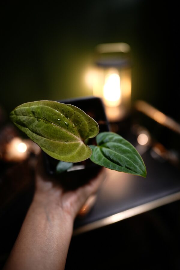 Anthurium RG Dress Carla BVEP x Besseae Aff BVEP