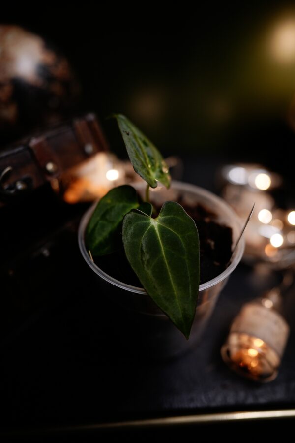 Anthurium RG Dress Carla BVEP  X Carlablackiae C1 - Image 3