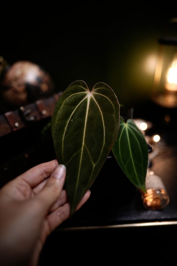 Anthurium RG Dress Carla BVEP  X Carlablackiae C1 - Image 10