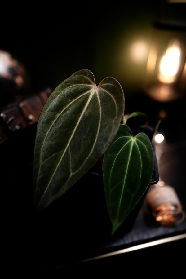 Anthurium RG Dress Carla BVEP  X Carlablackiae C1 - Image 9