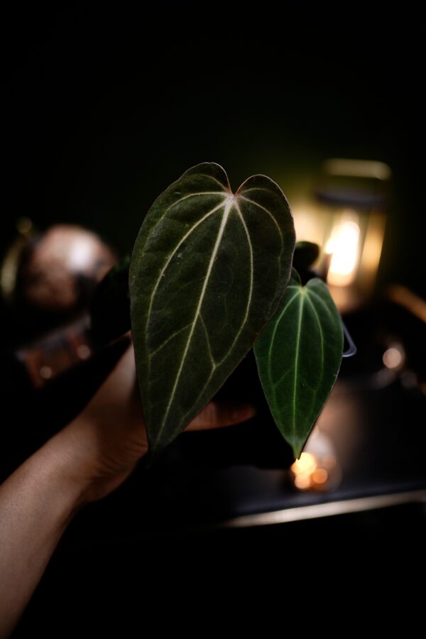 Anthurium RG Dress Carla BVEP  X Carlablackiae C1