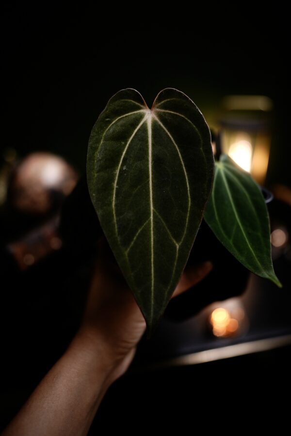 Anthurium RG Dress Carla BVEP  X Carlablackiae C1 - Image 8