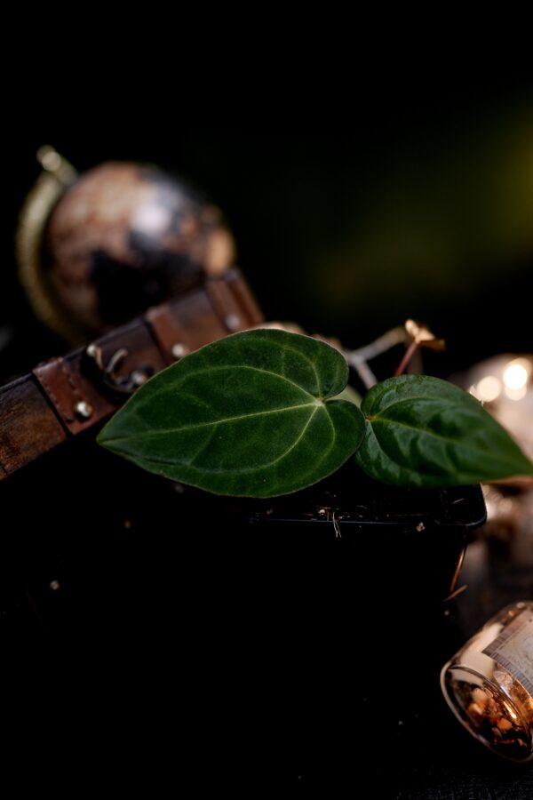 Anthurium RG Dress Carla BVEP x Carlablackiae C1 – Image 9