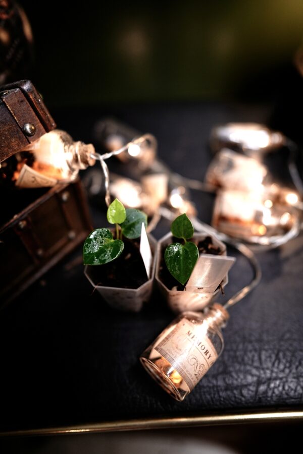 Anthurium RVDP x FS RL